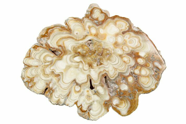 Polished Aragonite Stalactite Slice - Morocco #259758